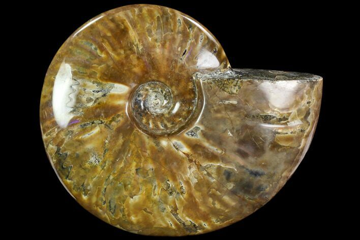 Polished Ammonite (Cleoniceras)- Madagascar #108247